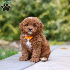 Peyton, Cavapoo Puppy